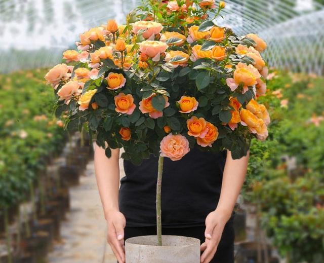 月季花品种