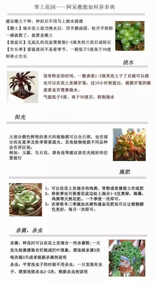 多肉植物种植