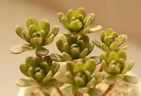 多肉植物图谱 多肉植物图谱