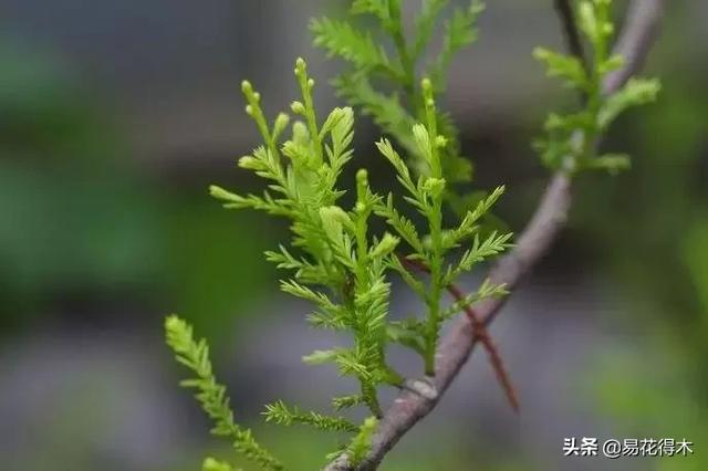 包含勐腊螺旋洗砂机批发的词条