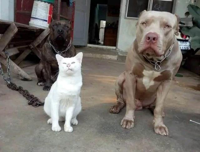 小白猫做比特犬跟班混兩年荣升老大邻居家的狗狗见到都怕它 全网搜