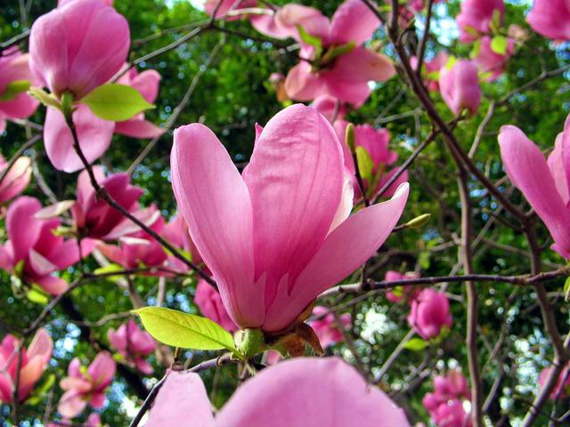 玉兰花 玉兰花（玉兰花园） 生活