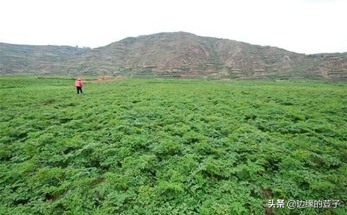 黄芪田苗后除草剂的常用种类、使用方法及其注意事项3