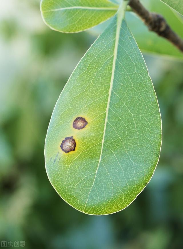 家里的花草爱生虫生病？盘点养花常用药，不再白花钱2