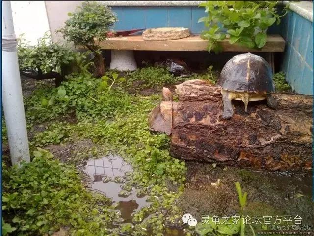 灵龟之家论坛