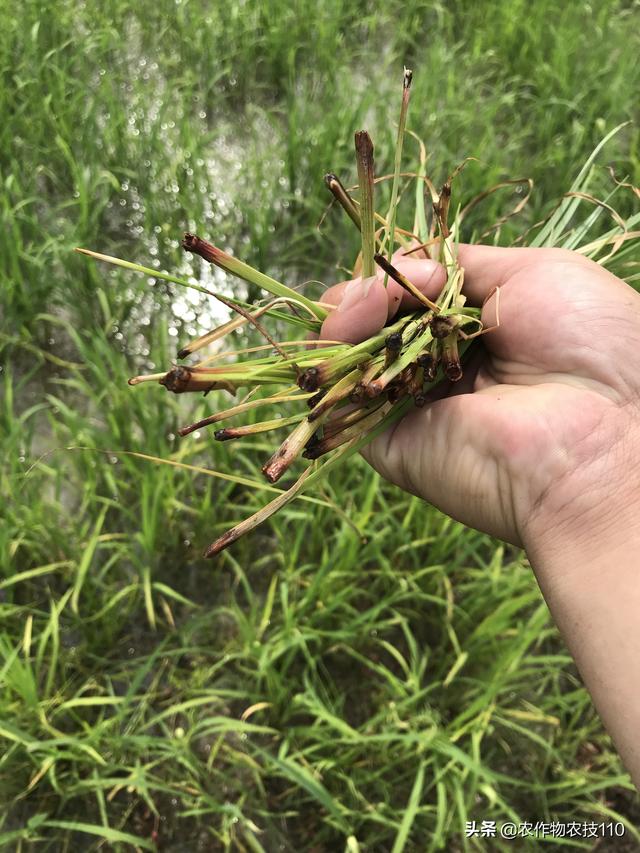 史上最详细、实用的水稻高产栽培技术！（一定要看）9