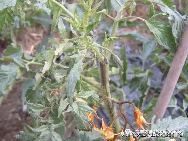 西红柿茎干发黑怎么办？13