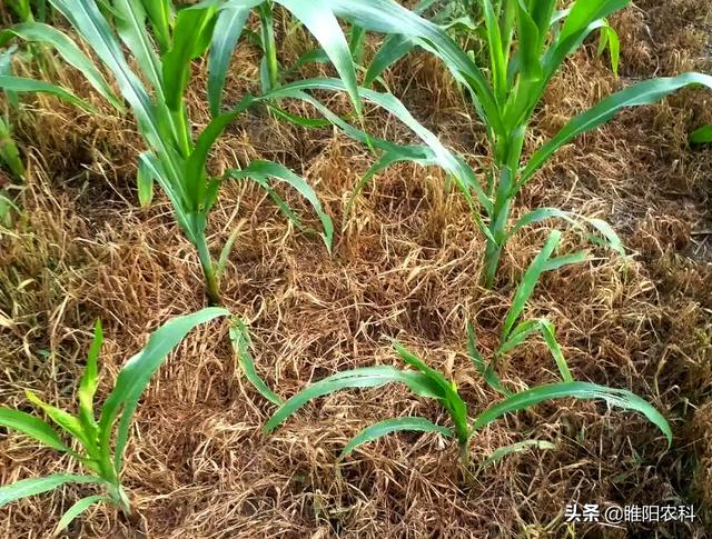 玉米田“万能型”除草剂，所有玉米都能用，连封带杀，除草彻底