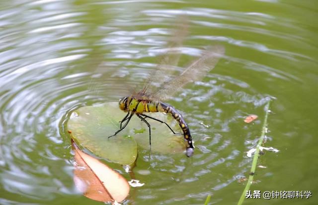 蜻蜓的特点是什么