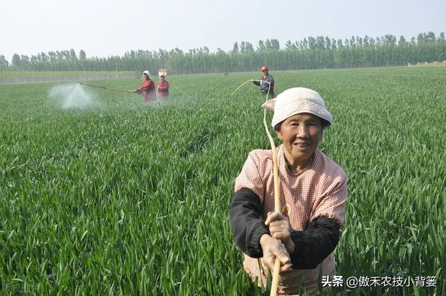 小麦“一喷三防”，既要早打、早防，更要找准时机、选对药物配方9