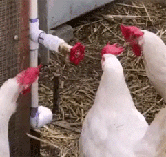 爆笑的动图GIF：得不到的永远在骚动