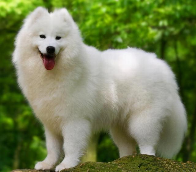 萨摩狗狗不吃狗粮怎么办(萨摩耶幼犬小便特别多)-艾拉养犬