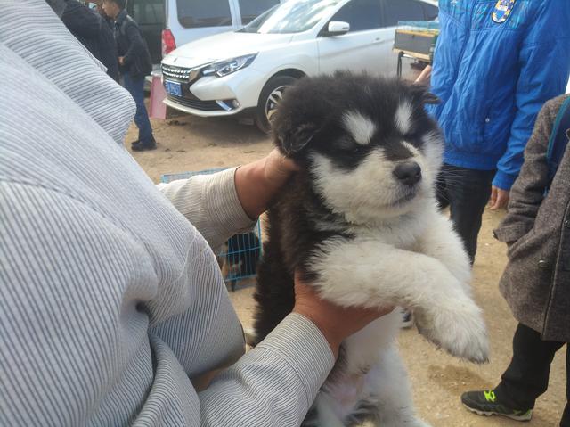 阿拉斯加犬价格