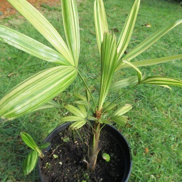 棕竹种类图片