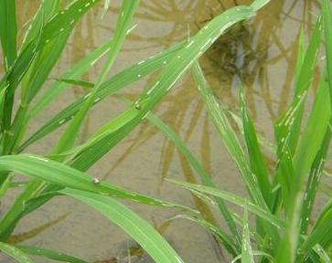 种植分享：水稻主要病虫害防治技术，一起来学学吧8