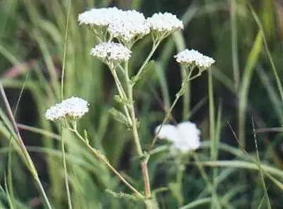 50种浪漫鲜花花语大全