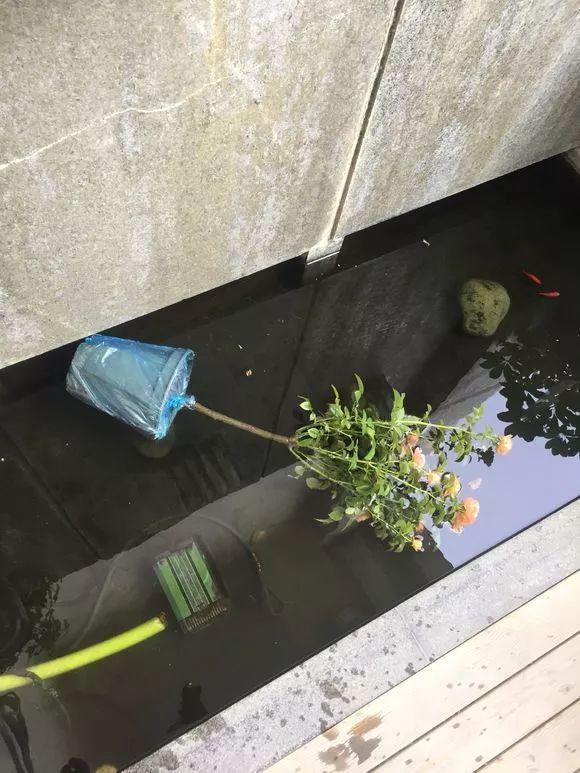 自制养花杀菌水，7天浇一勺，养花再也不黄叶4