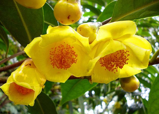 金花茶种植 金花茶种植（金花茶种植方法及养护） 生活