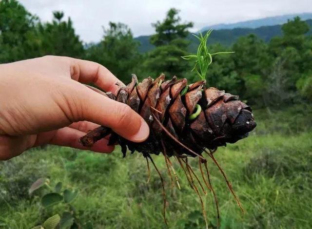 摇钱树种子