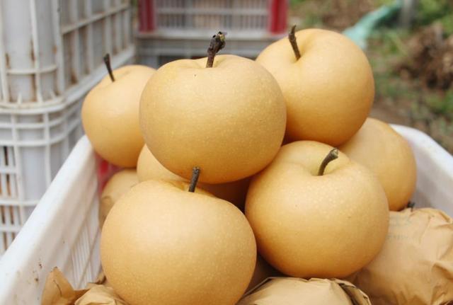 “春吃芽，夏吃瓜，秋吃果”，秋天多吃6果，或有意想不到的收获