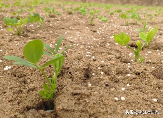 农村生活随记：用手推种花生机种花生，一亩地半个小时搞定5