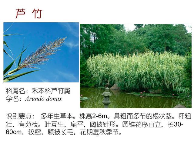 水生植物种类 水生植物种类（水生植物100种） 生活