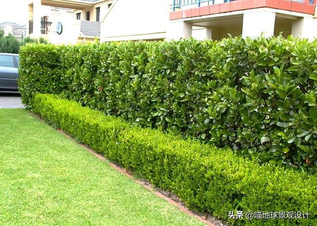 是绿篱呢,就是由常绿或者落叶灌木按照一定的密度和形状栽植的景观