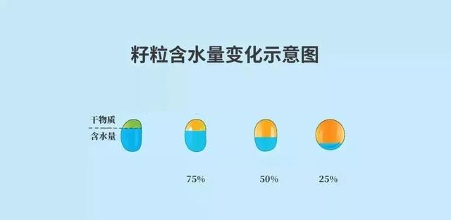 黄豆的生长过程