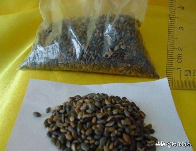 跳舞草图片 跳舞草图片（跳舞草图片种子） 生活
