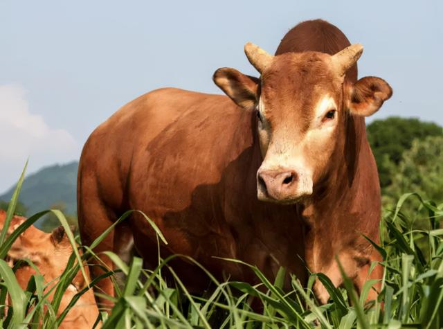 寻遍贵州的文山牛,陕西的秦川牛,河南的南阳牛,山西的晋南牛……最终