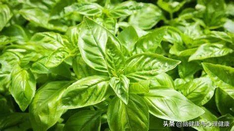 薰衣草精油排行榜