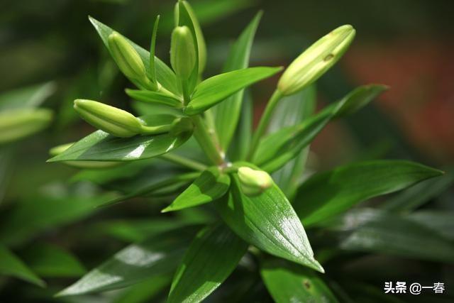 百合鳞茎腐烂怎么办？只要学会这四步，花蕾膨大满屋香4