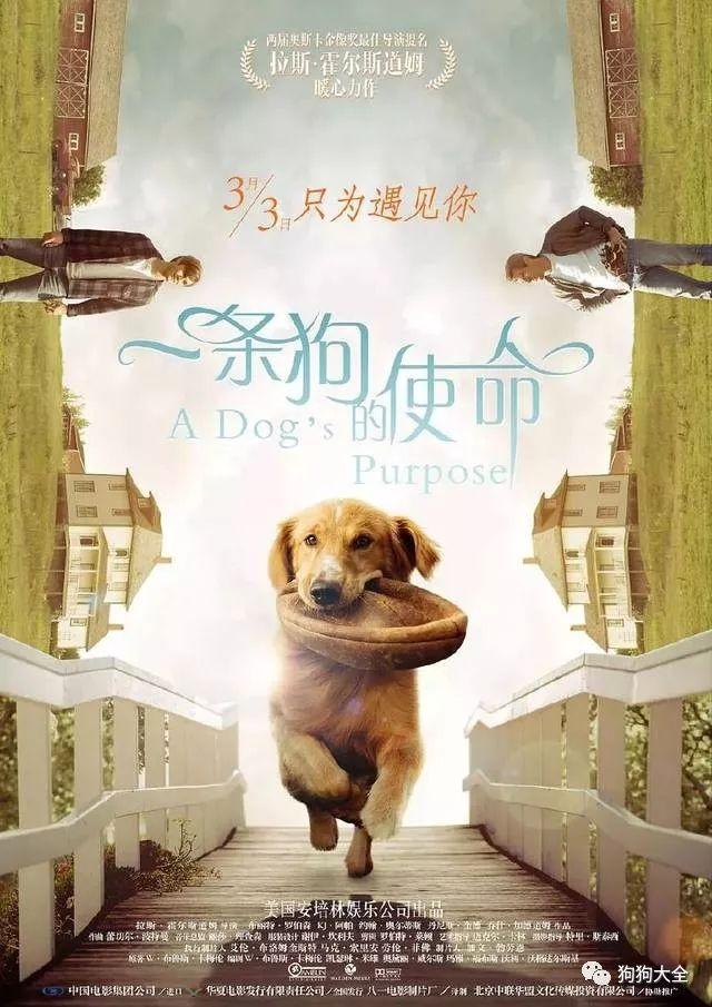 金毛猎犬电影