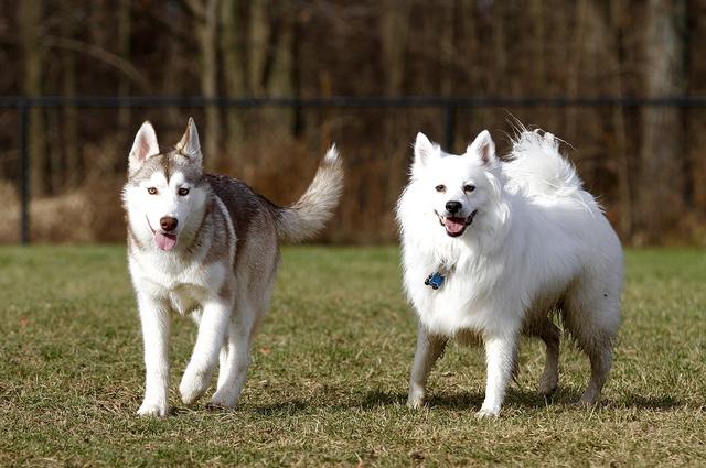 爱斯基摩犬