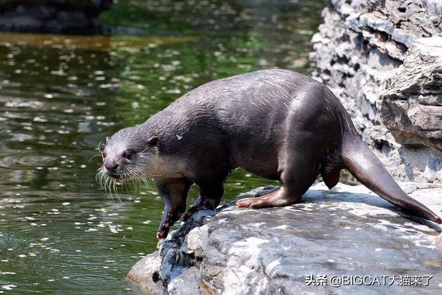 大水獭