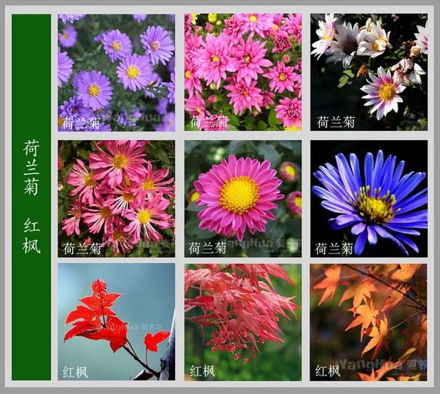 常见的花名字及图片，100种花名图册，收藏起来慢慢看，从此认花不求人？