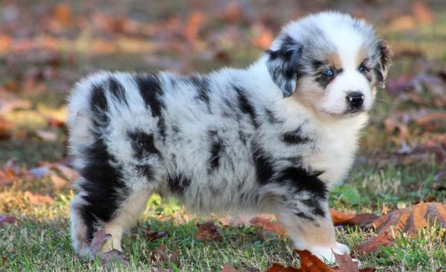 可蒙犬(可蒙犬多少钱一只) 注册公司 第4张