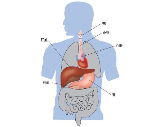 人体心脏为左,肝脏为右,心脏在膈肌的左上方,而肝脏在膈肌的右下方