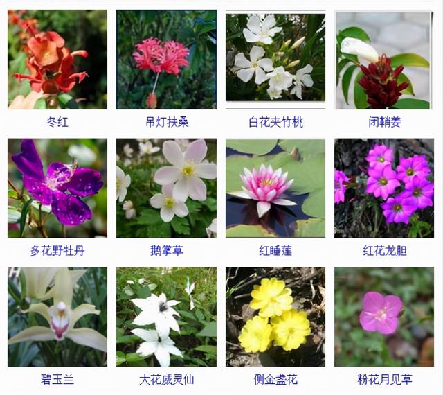 观花植物 观花植物（木本观花植物） 生活
