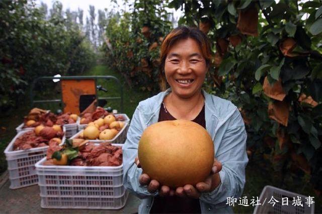 山东高唐一村民种出巨型梨，单个重量达3斤，亩效益突破两万元