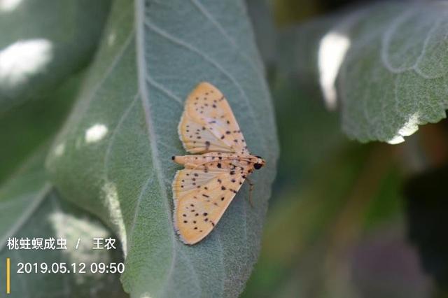 芒种后果树蛀果类虫害频发，紧急预防措施在这里5