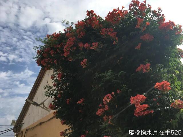 木香花为什么不能种