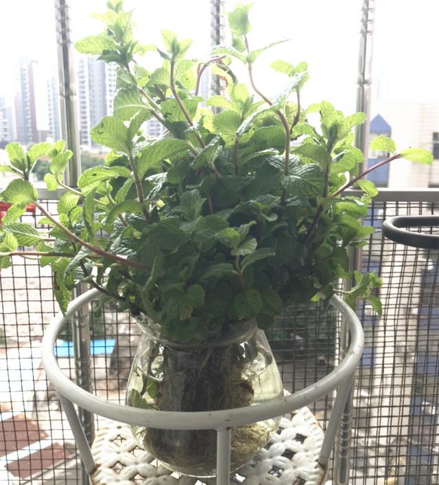 碰碰香有毒吗 碰碰香有毒吗（植物碰碰香有毒吗） 生活