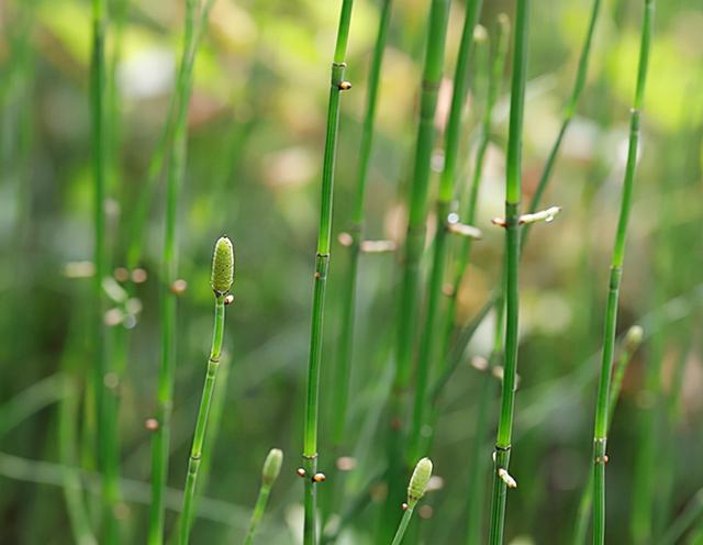 节节草是啥？提醒：中老年人用它泡脚，或能解决多年的“老问题”