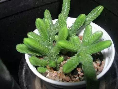 多肉植物图谱 多肉植物图谱