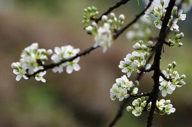 春天有哪些花