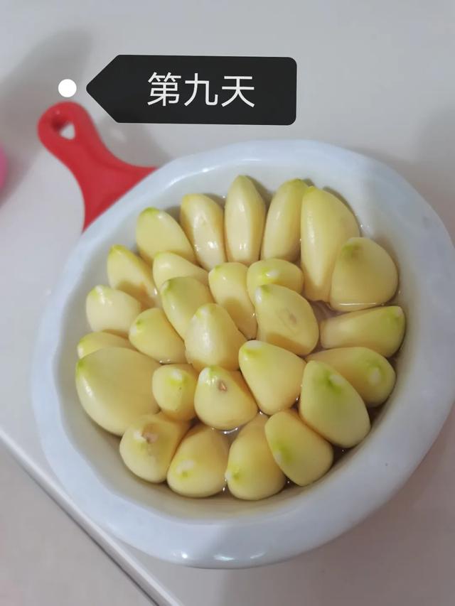蒜苗的生长过程观察日记