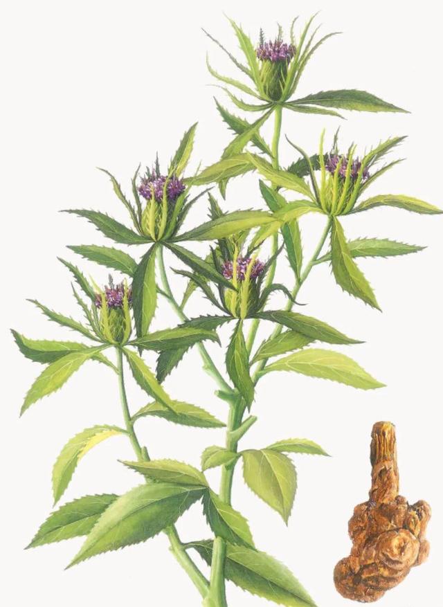 阴阳两虚、气血亏虚、寒热虚实错杂，但虚不受补，常用仲景薯蓣丸