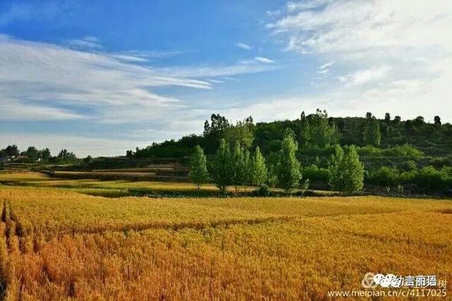 让美育走进家庭之手指印画—小麦