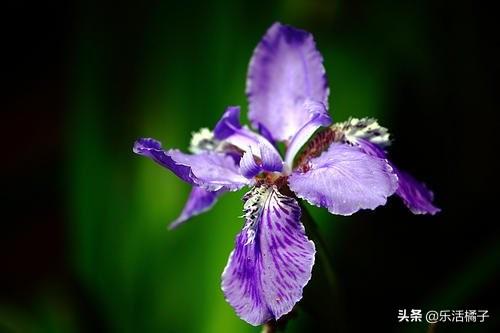 鸢尾花花语